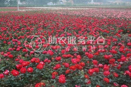 迪庆月季种植基地供应量8000株图5