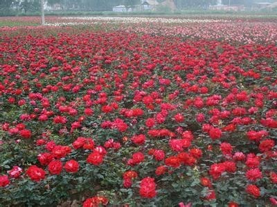 迪庆月季种植基地供应量8000株图5