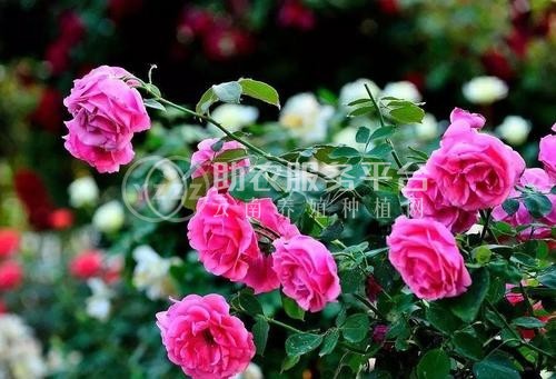 迪庆月季种植基地供应量8000株图6