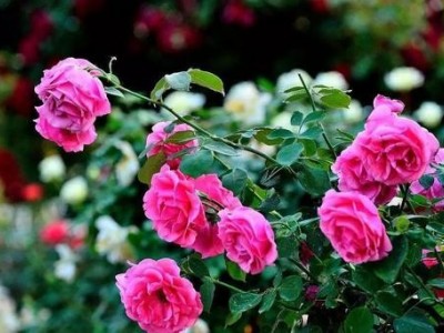 迪庆月季种植基地供应量8000株图6