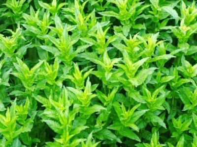 迪庆白术种植基地供应量90吨图3