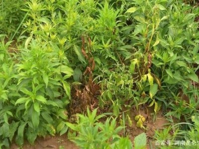 迪庆白术种植基地供应量90吨图2