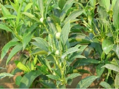 迪庆白术种植基地供应量90吨图6