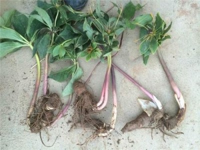 迪庆重楼种植基地供应量6吨