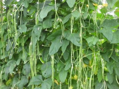 迪庆白芸豆种植基地供应量8吨图4