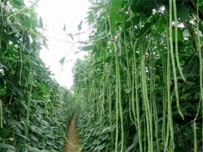迪庆白芸豆种植基地供应量8吨图3