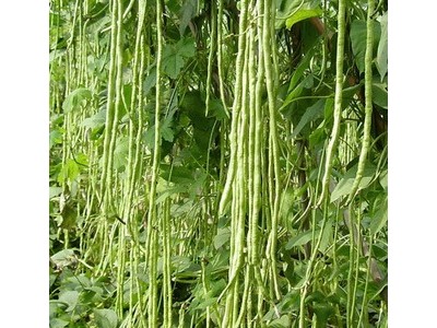 迪庆白芸豆种植基地供应量8吨图7