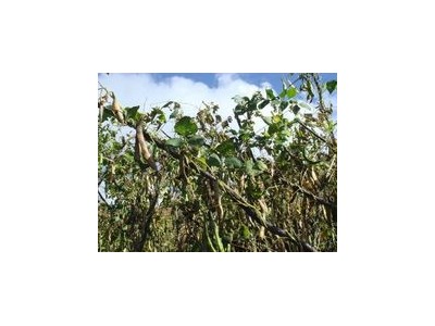 迪庆白芸豆种植基地供应量8吨图6
