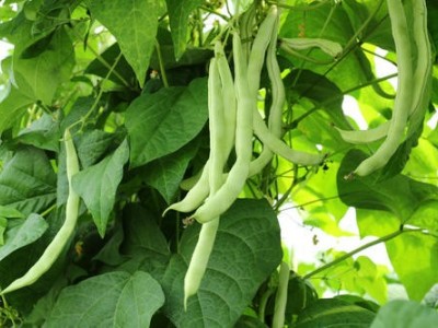 迪庆白芸豆种植基地供应量8吨图5