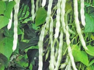迪庆白芸豆种植基地供应量8吨图9