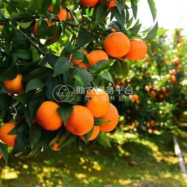 大理合盛林果种植专业合作社供应量5吨图1