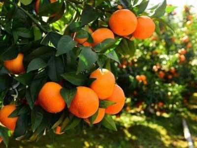 大理合盛林果种植专业合作社供应量5吨