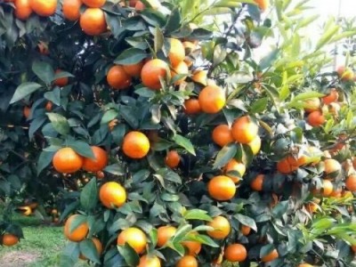 大理合盛林果种植专业合作社供应量5吨图2