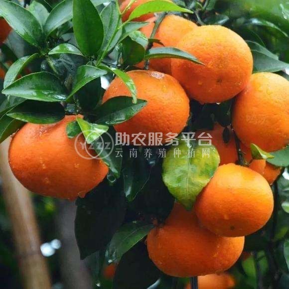 大理合盛林果种植专业合作社供应量5吨图3