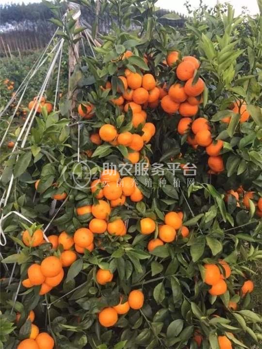 大理合盛林果种植专业合作社供应量5吨图4