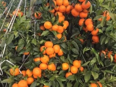 大理合盛林果种植专业合作社供应量5吨图4