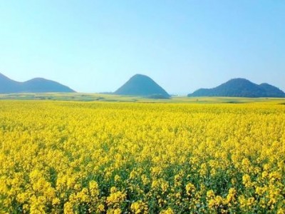 迪庆油菜种植基地供应量80吨图6