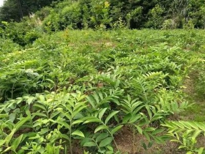 迪庆黄精种植基地供应量9吨图4