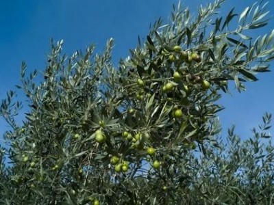 迪庆油橄榄种植基地供应量40吨图3