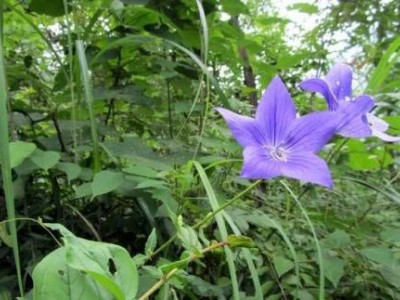 迪庆桔梗种植基地供应量9吨图4