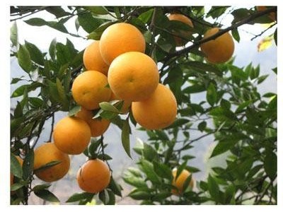 迪庆黄果种植基地供应量7吨图4