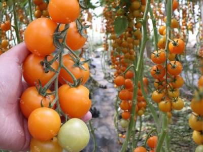 迪庆黄果种植基地供应量7吨图3
