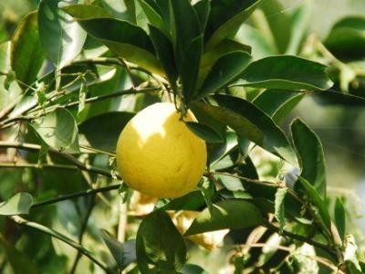 迪庆黄果种植基地供应量7吨图2