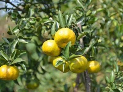 迪庆黄果种植基地供应量7吨