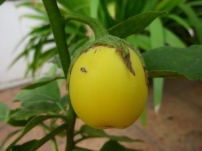 迪庆黄果种植基地供应量7吨图7