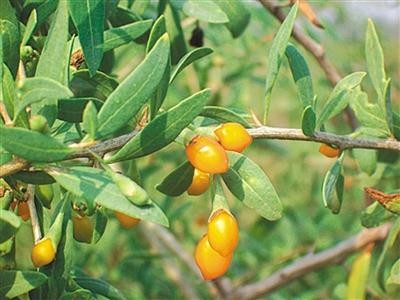 迪庆黄果种植基地供应量7吨图5