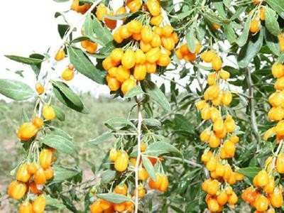 迪庆黄果种植基地供应量7吨图6