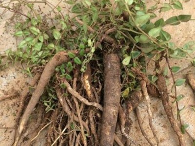 迪庆金铁锁种植基地供应量9吨图8
