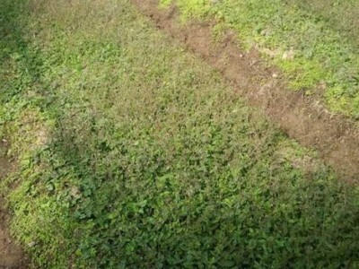 迪庆独丁子种植基地供应量9吨