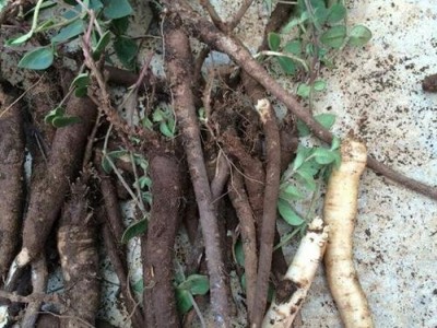迪庆独丁子种植基地供应量9吨图3