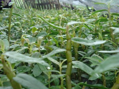 迪庆石斛种植基地供应量3吨图8