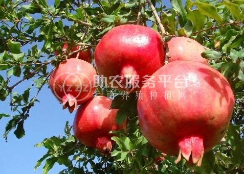 大理双荣水果专业合作社供应量6吨图1