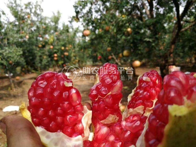大理双荣水果专业合作社供应量6吨图2