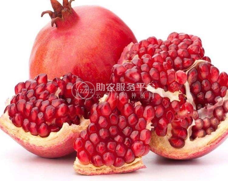 大理双荣水果专业合作社供应量6吨图3