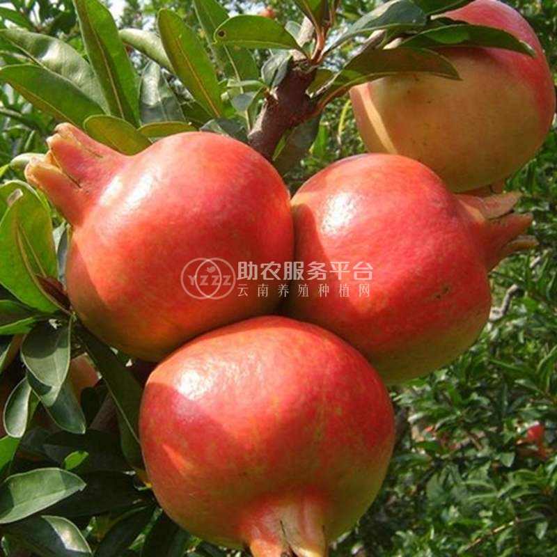 大理双荣水果专业合作社供应量6吨图4