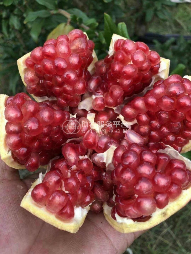大理双荣水果专业合作社供应量6吨图5