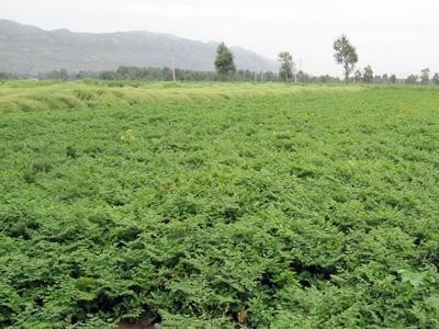 迪庆当归种植基地供应量6吨