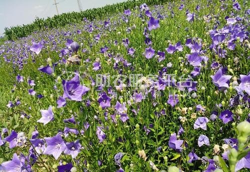 迪庆桔梗种植基地供应量8吨图1