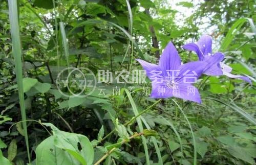 迪庆桔梗种植基地供应量8吨图8