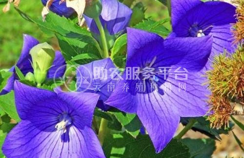 迪庆桔梗种植基地供应量8吨图4