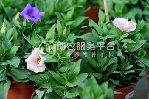 迪庆桔梗种植基地供应量8吨图5