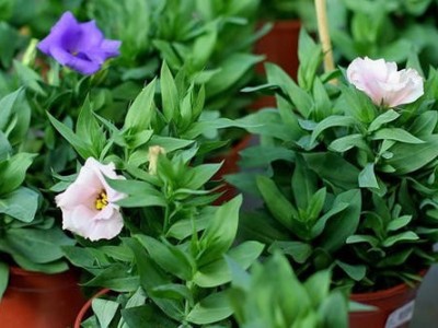 迪庆桔梗种植基地供应量8吨图5