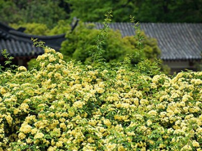 迪庆木香种植基地供应量9吨图3