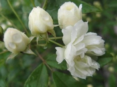 迪庆木香种植基地供应量9吨图5