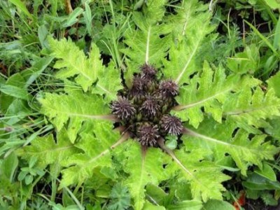 迪庆木香种植基地供应量9吨图6