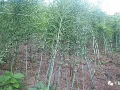 迪庆黄精种植基地供应量4吨图5